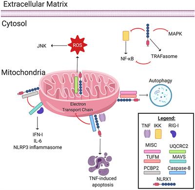 NLRX1 Is a Multifaceted and Enigmatic Regulator of Immune System Function